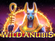 Wild Anubis